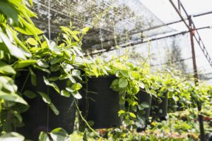tipos de cerramientos para jardines